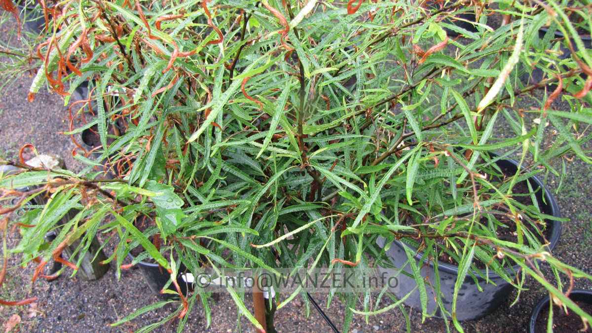 Fagus sylvatica Mercedes.JPG